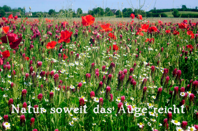 Ferienwohnung in Gr&ouml;mitz - Lensterbek N&deg; 8 - Bild 9