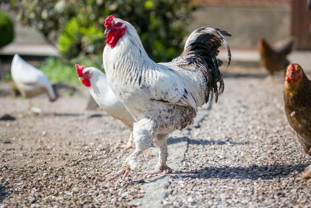 Ferienwohnung in Fehmarn OT Lemkendorf - Ferienhof Becker - FeWo im Bauernhaus - Bild 9