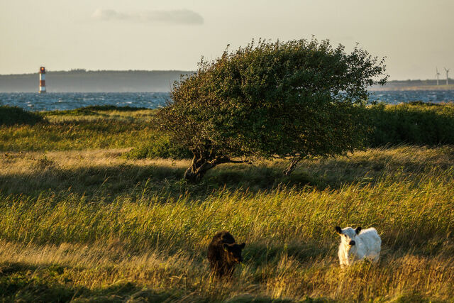 Ferienhaus in Gelting - Alte Wasserm&uuml;hle - Schloss Gelting - Bild 19