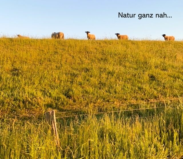 Ferienwohnung in Wendtorf - Meeresbrise - Bild 24