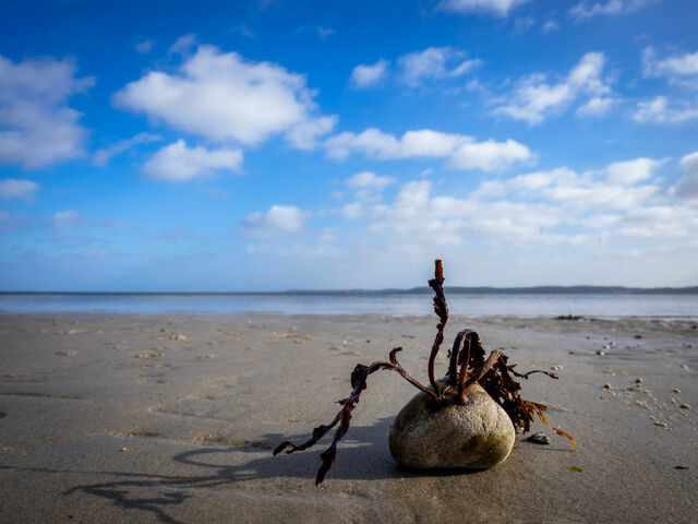 Ferienhaus in Glücksburg - Ferienhaus Seeadler 32 - Bild 17