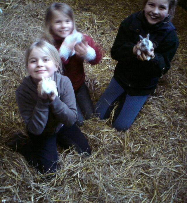 Ferienhaus in Grömitz - 70 qm Schwedenhaus - Bild 12